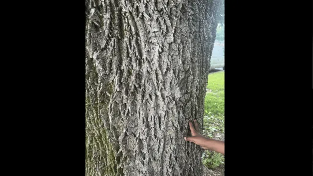 test-your-vision-by-spotting-animal-in-the-tree-in-under-12-seconds